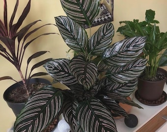 Calathea ornata pinstripe starter plant *(ALL starter plants require you to purchase any 2 plants)*