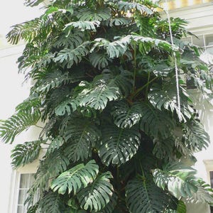 Large Monstera Deliciosa - Etsy
