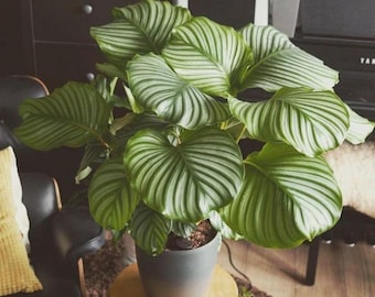 May include: A lush Calathea orbifolia houseplant with large, rounded, vibrant green leaves featuring distinct, parallel silver-white veins. The plant is potted in a simple, matte gray cylindrical container, showcasing a dense and symmetrical foliage pattern.
