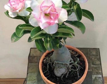 Desert rose White adenium obesum starter plant **(ALL plants require you to purchase ANY 2 plants!)**