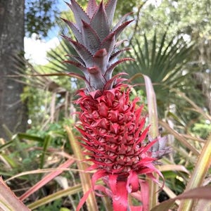 May include: A vibrant red pineapple plant with a spiky, textured fruit. The pineapple has a crown of gray-green leaves. The plant is surrounded by green foliage and is set against a blurred background of trees and sky.