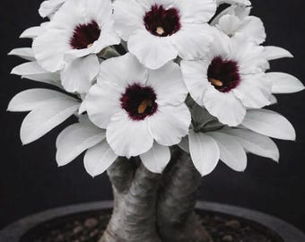 May include: A close-up of a potted plant with white flowers and dark burgundy centers. The plant has thick, textured stems and is set against a dark background. The flowers have multiple white petals.