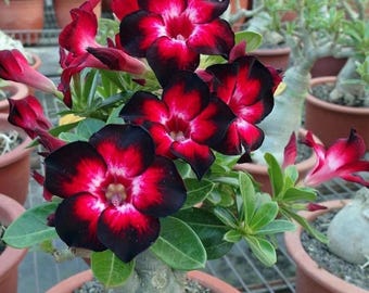Desert rose galaxy starter plant **(ALL plants require you to purchase ANY 2 plants!)**
