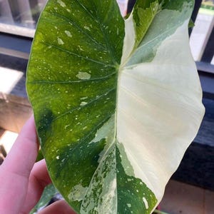 May include: Close-up of a large, variegated leaf. One half is a vibrant green with white speckles, the other half is creamy white. The leaf's veins are visible, and the overall shape is heart-like. The plant is in a brown pot.