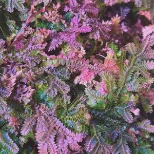 May include: Close-up of a vibrant plant with feathery, textured leaves. The foliage displays a mix of colors, including shades of green, purple, pink, and hints of blue. The plant's intricate details and color variations create a visually appealing display.