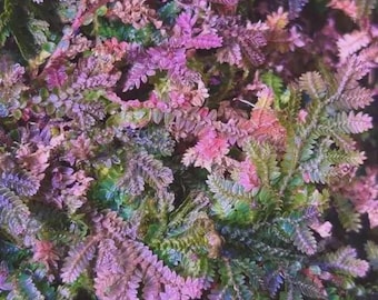 Peacock moss unique fern starter plant *(ALL starter plants require you to purchase any 2 plants)*
