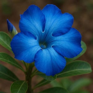 May include: A vibrant blue flower with five petals, showcasing a deep hue. The flower is in full bloom, with a bud and green leaves. The image is a close-up, highlighting the flower's texture and color.