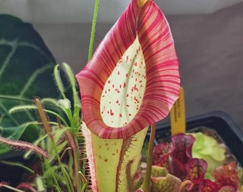 Nepenthes Miranda starter plant *(ALL plants require you to purchase any 2 plants)*