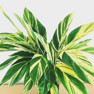 May include: A lush houseplant with large, vibrant green leaves, accented with bold yellow and white stripes. The plant is in a dark pot, set against a neutral background, showcasing its striking foliage.