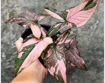 Syngonium pink splash Thai form starter plant (ALL PLANTS require you to purchase 2 plants!)