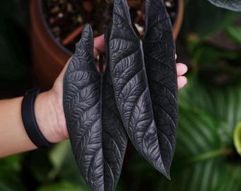 Planta de inicio Alocasia scalprum (¡TODAS LAS PLANTAS DE INICIO requieren la compra de 2 plantas!)