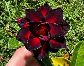 Desert rose “queen spade” adenium obesum rare flower starter plant **(ALL plants require you to purchase ANY 2 plants!)**