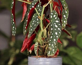 Begonia Maculata Starter Plant (white polka dot) (All starter plants require you to purchase two plants)