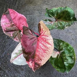 ai planter Ivy Smart Planter: Automated Watering & Care for Perfect Plants  Hydro  Plant