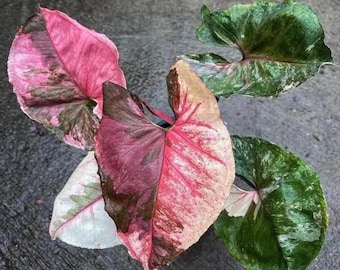 Syngonium strawberry ice 4” plant **(ALL plants require you to purchase ANY 2 plants!)**