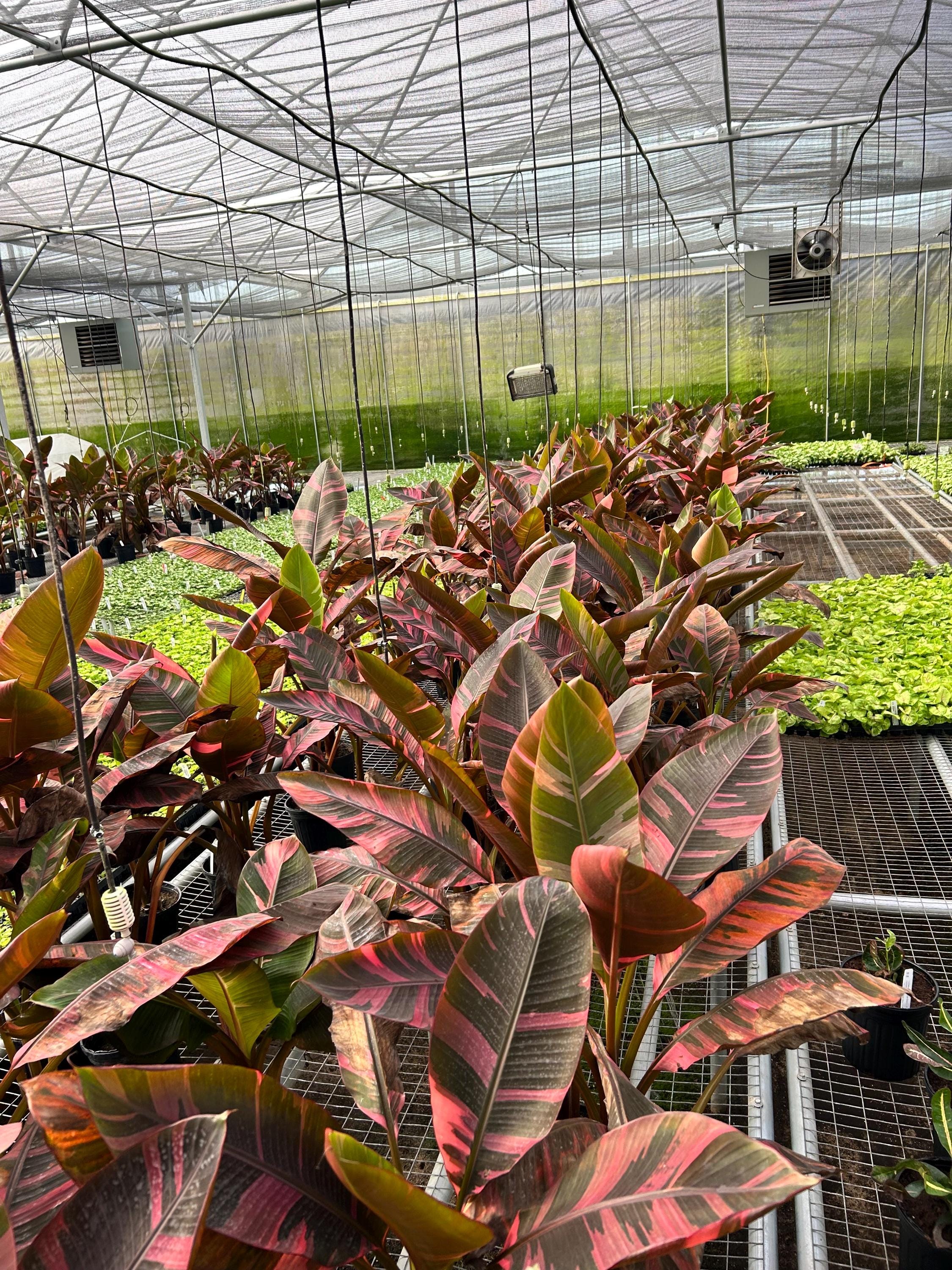 Homalomena Variegated - Etsy