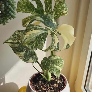 May include: A potted Monstera plant with large, variegated leaves in shades of green and cream. The plant is in a white ceramic pot filled with soil. The leaves have a unique pattern, adding visual interest to the indoor plant.