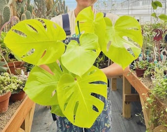 Monstera Lemon Lime rooted starter plant *(ALL starter plants require you to purchase any 2 plants)*