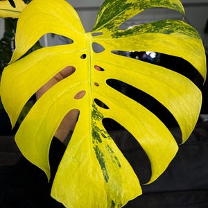 May include: A large, deeply lobed Monstera leaf featuring vibrant yellow variegation across the majority of its surface, with patches of deep green color concentrated near the top and center sections of the leaf blade.