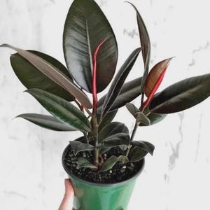 May include: A potted rubber plant with large, dark green leaves and vibrant red stems. The plant is in a green pot, and the leaves have a glossy texture. The plant is a houseplant.