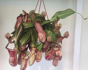 Nepenthes gaya red starter plant *(ALL plants require you to purchase any 2 plants)*