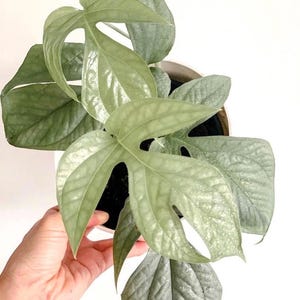 May include: A close-up of a potted Monstera plant with large, textured, light green leaves. The leaves have unique, irregular holes and a silvery sheen. The plant is in a white pot, and a hand is visible holding the plant.