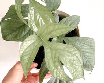 Spider man monster “amydrium silver”  2” pot (ALL PLANTS require you to purchase 2 plants!)