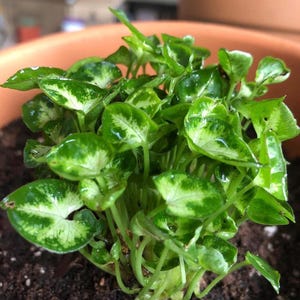May include: A close-up of a small, potted plant with vibrant green leaves. The leaves have a unique pattern of white and light green variegation. The plant is in a terracotta pot, and the soil is visible.