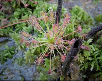 Drosera Intermedia rare starter plant *(ALL plants require you to purchase any 2 plants)*