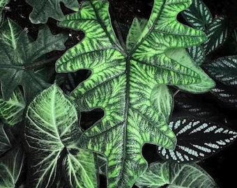 Alocasia Jacklyn Starter Plant