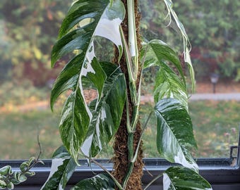 Epipremnum pinnatum albo variegata starter plant *(ALL starter plants require you to purchase any 2 plants)*