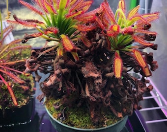 Könnte beinhalten: Eine Drosera-Pflanze in einem runden Topf mit leuchtend roten und gelben Drüsententakeln, die aus grünen Zentren ragen. Die Basis der Pflanze weist zahlreiche dunkelbraune, eingerollte und vertrocknete Blätter auf, während der Boden mit Moos bedeckt ist.