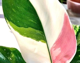 Philodendron White princess starter plant *(ALL starter plants require you to purchase any 2 plants)*