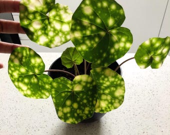 Farfugium Firefly variegated 4" pot (2 plants per pot) *(ALL plants require you to purchase any 2 plants)*
