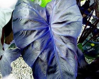 Colocasia Black Coral Starter Plant (ALL STARTER PLANTS require you to purchase 2 plants!)
