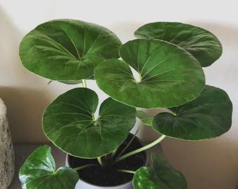 Farfugium japonicum gigantea "tractor seat" starter plant *(ALL starter plants require you to purchase any 2 plants)*