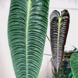 Anthurium Veitchii Narrow - Etsy