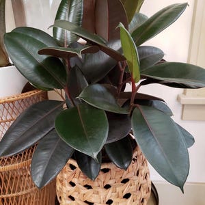 May include: A rubber plant with large, dark green leaves and reddish stems. The plant is potted in a woven basket. The leaves have a glossy texture and are arranged in a full, lush display. The basket is made of natural-colored woven material.