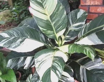 Spathiphyllum peace lily "sensation" starter plant *(ALL starter plants require you to purchase any 2 plants)*