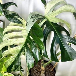 May include: Close-up of a Monstera plant with large, variegated leaves. The leaves display a mix of deep green and creamy white patterns. The plant is potted in a black container with visible soil.