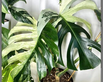 Monstera Jungle mint starter plant **(ALL plants require you to purchase ANY 2 plants!)**