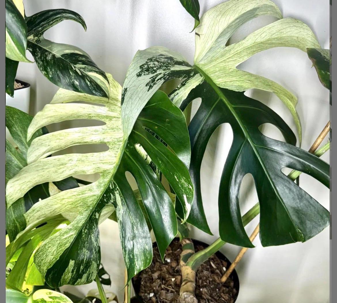 Pink Princess Monstera - Etsy