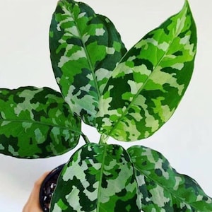 money tree plant hawaii Money Tree