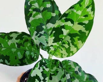 Aglaonema pictum tricolor starter plant *(ALL starter plants require you to purchase any 2 plants)*