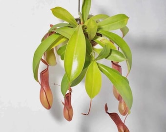 Nepenthes alata starter plant *(ALL plants require you to purchase any 2 plants)*