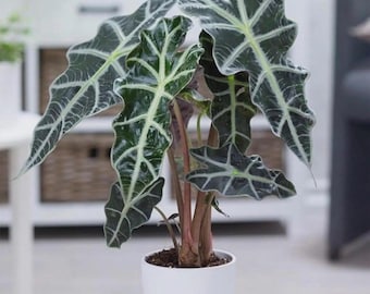 Alocasia Polly starter plant *(ALL starter plants require you to purchase any 2 plants)*