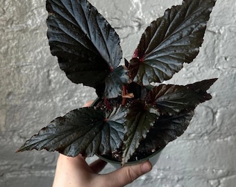 Begonia black magic starter plant *(ALL starter plants require you to purchase any 2 plants)*