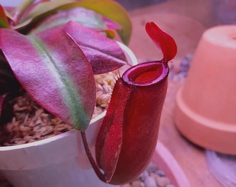 Nepenthes lady luck red starter plant * *(ALL plants require you to purchase any 2 plants)*