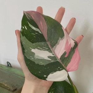 Philodendron Melanochrysum Pink - Etsy