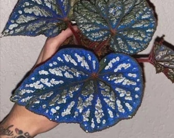 Iridescent Blue begonia Betsy starter plant *(ALL starter plants require you to purchase any 2 plants)*